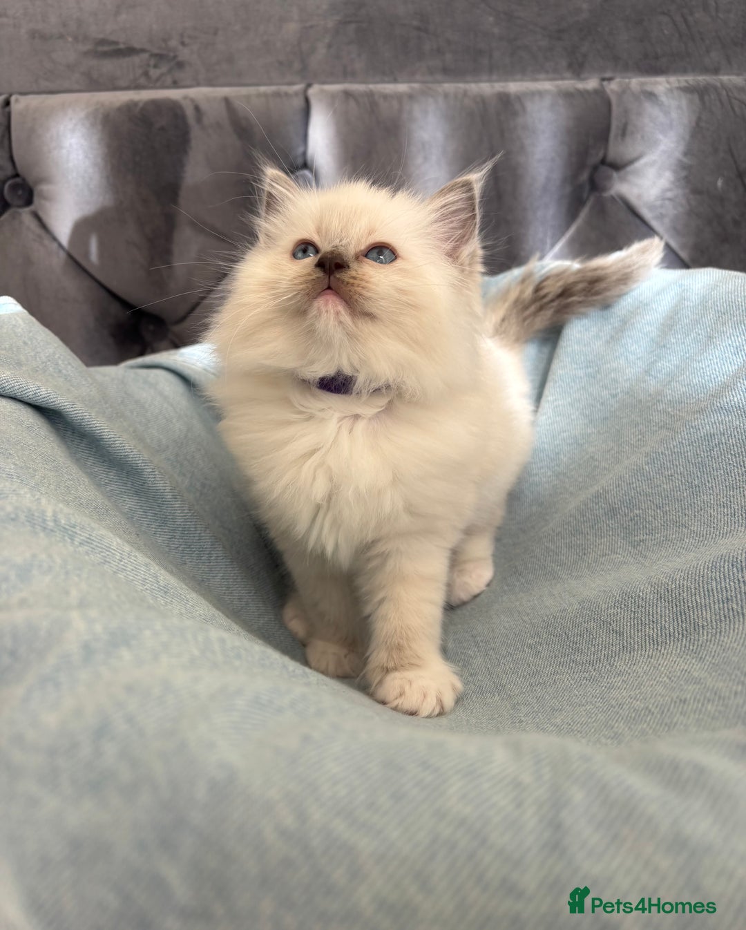 Ragdoll cats for sale: Perfect little blue point Ragdoll girls x5 - Image 2