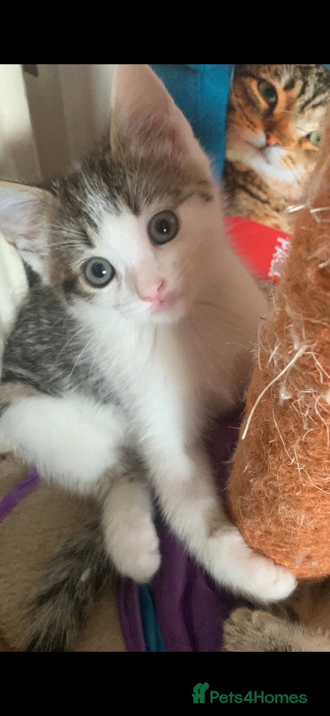 Bengal cats for sale: Cute mixed bangle kittens  - Advert 7