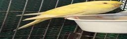 Budgerigars birds for sale: 8 week old baby budgies available in Runcorn - Advert 19