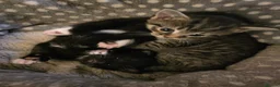 Mixed Breed cats for sale: Beautiful Kittens  in Lichfield - Advert 4