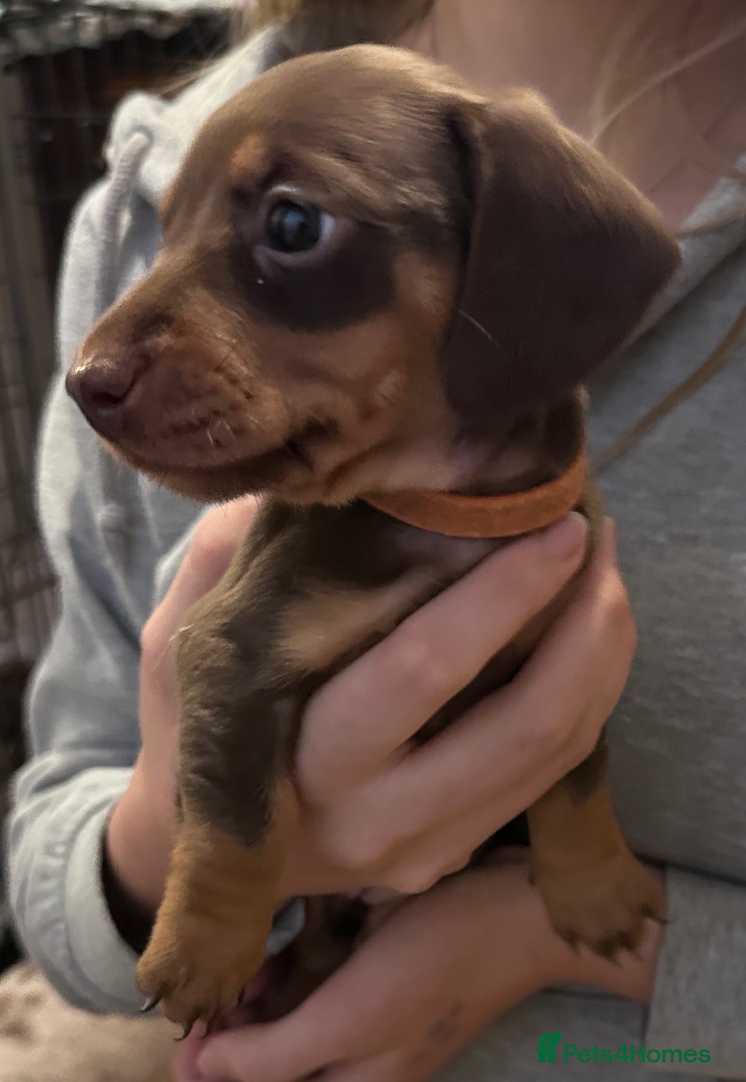 Miniature Dachshund dogs for sale: Gorgeous Miniature Dachshund Puppies!! - Image 7