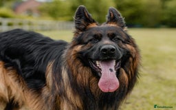 German Shepherd dogs for sale: Kc-registered German shepards puppies for sale - Image 27