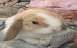 Mini Lop rabbits for sale: Two boy mini lop bunnies with cage & run  - Image 3