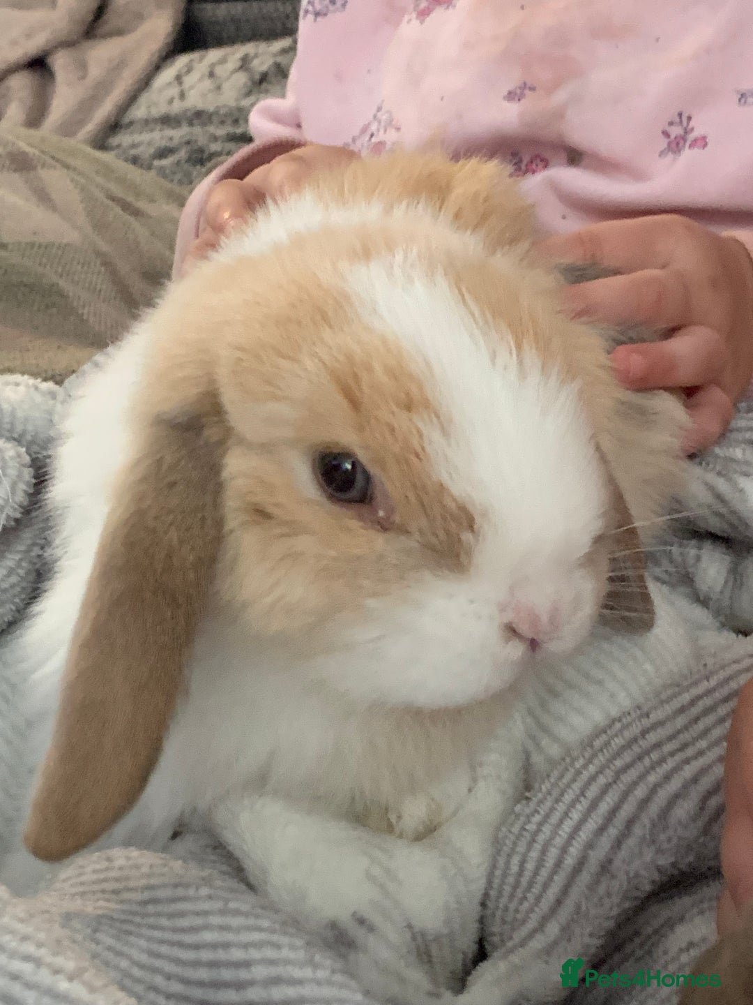 Mini Lop rabbits for sale: Two boy mini lop bunnies with cage & run  - Image 3