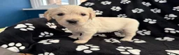 Golden Retriever dogs for sale: Kennel Club Health Tested Golden Retriever Puppies - Advert 10