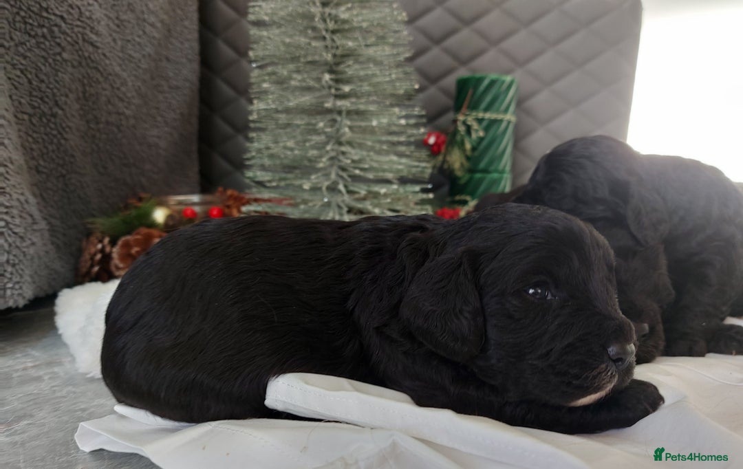 Cavapoo dogs for sale: F1 Cavapoo puppies  - Advert 12