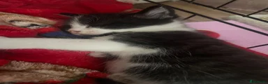 Domestic Shorthair 2