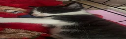 Domestic Shorthair cats for sale: 3 male domestic shorthair kittens - Advert 10