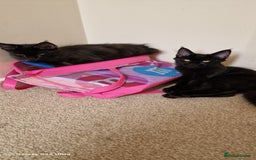 Maine Coon cats for sale: Pure Maine coon - Image 12