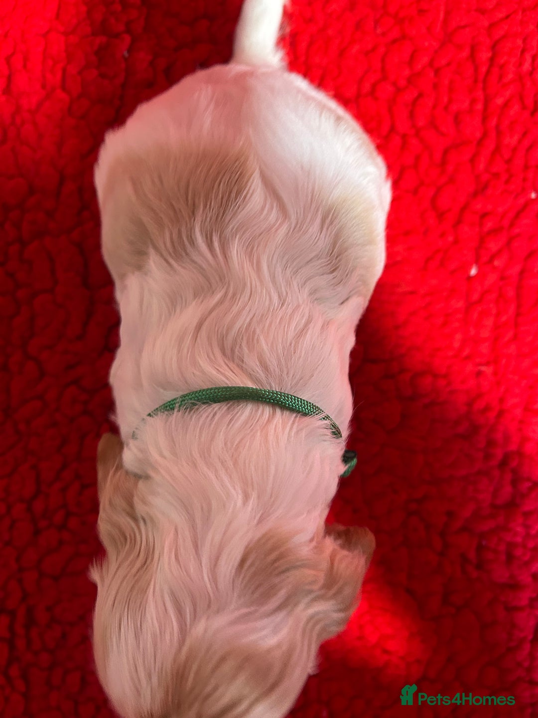 Cocker Spaniel dogs for sale: KC Registered show type cocker spaniel puppies.  - Advert 15