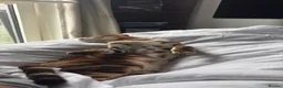 Bengal cats for sale: Bengal Cat in London - Advert 2