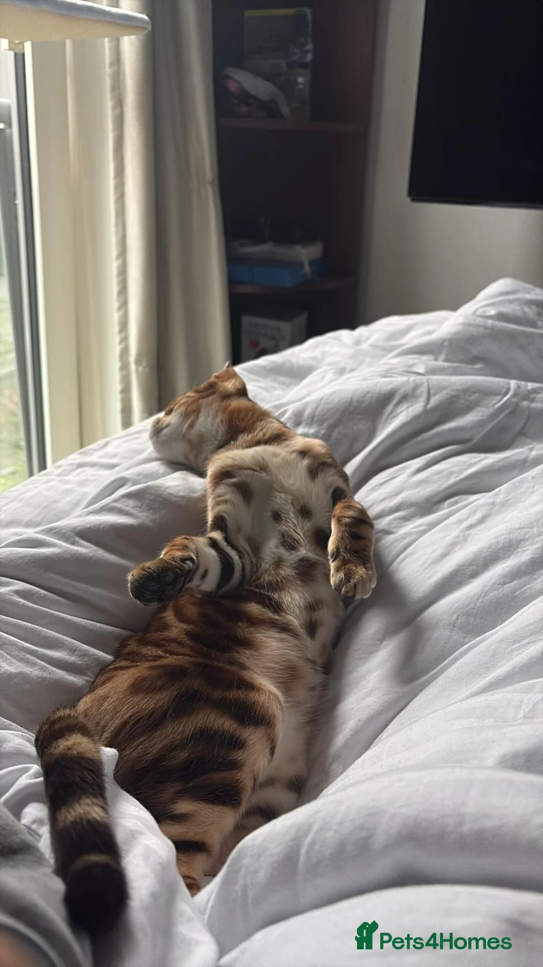 Bengal cats for sale: Bengal Cat in London - Advert 2