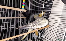 Cockatiels birds for sale: Female cockateil  - Advert 3