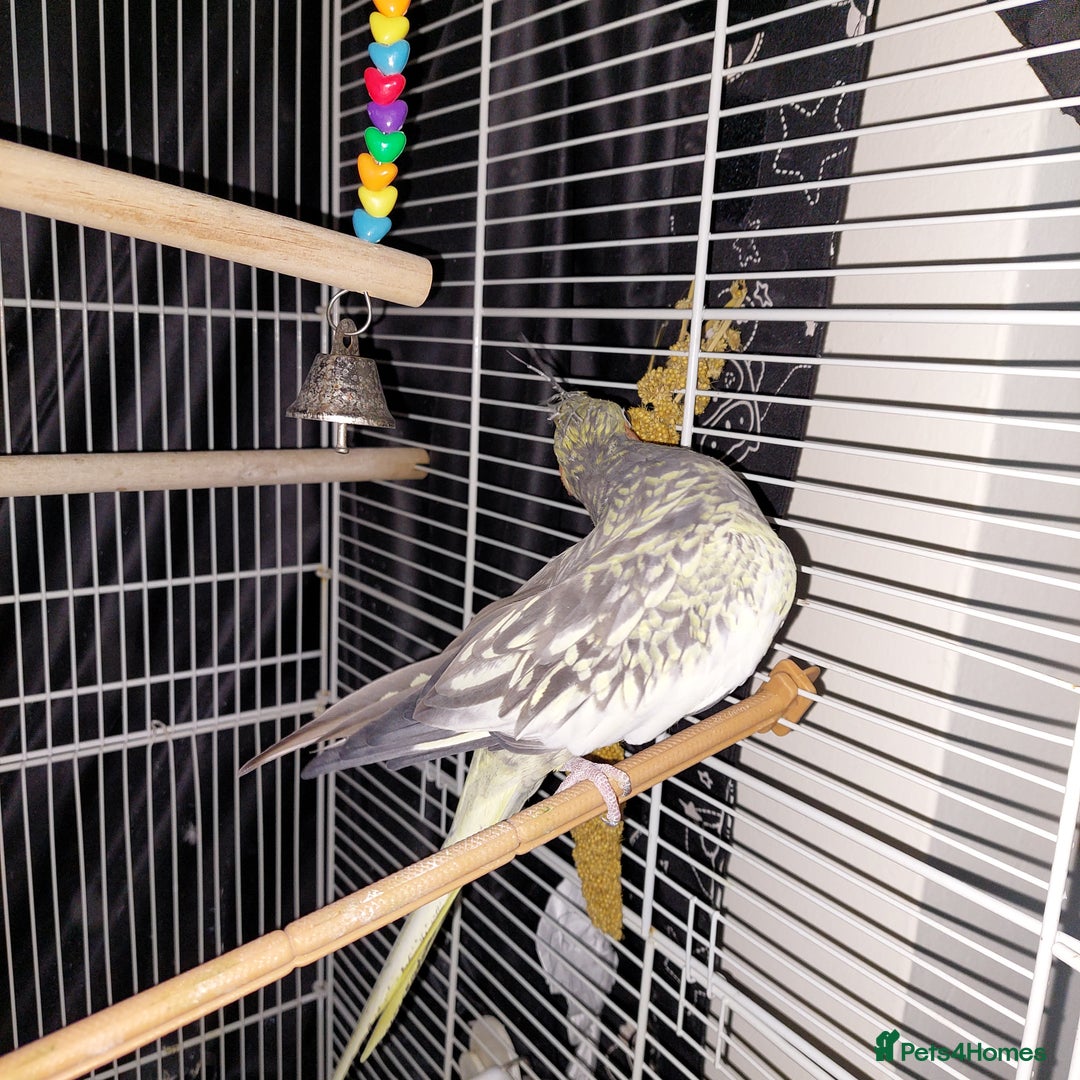 Cockatiels birds for sale: Female cockateil  - Advert 3