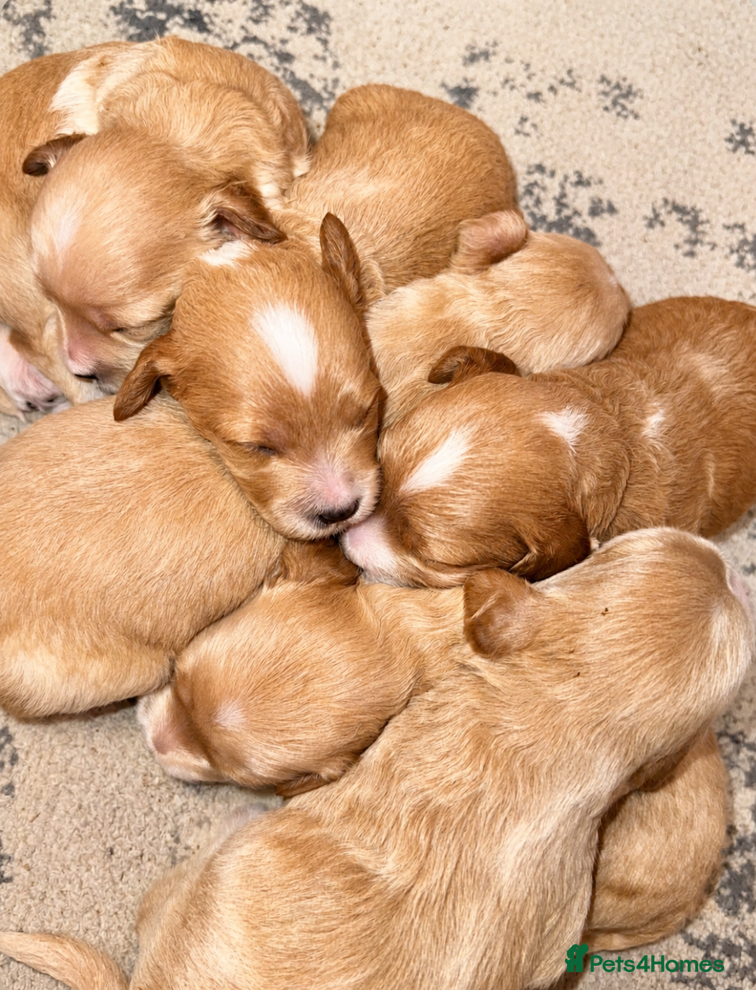 Poochon dogs Beautiful Poochon Puppies  - Advert 1