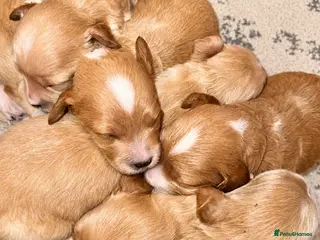 Poochon dogs Beautiful Poochon Puppies - Advert 16