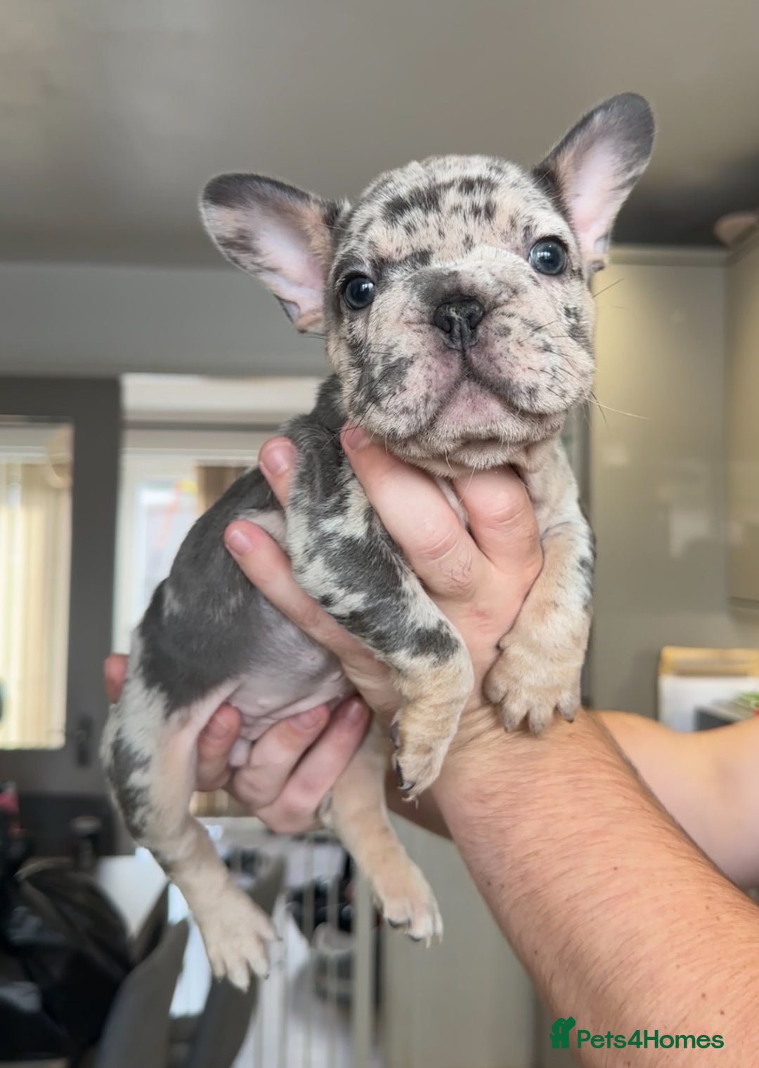 French Bulldog dogs for sale: 🤍READY TO LEAVE 🤍 French bulldog puppies 🤍 - Image 9