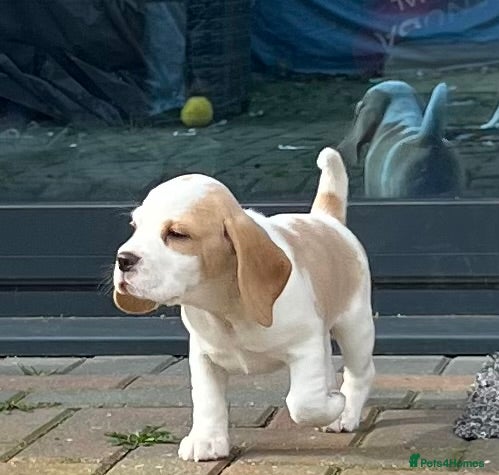Beagle dogs Stunning beagle puppies  - Advert 1