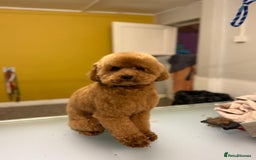 Toy Poodle dogs for sale: Toy Poodle - Image 3