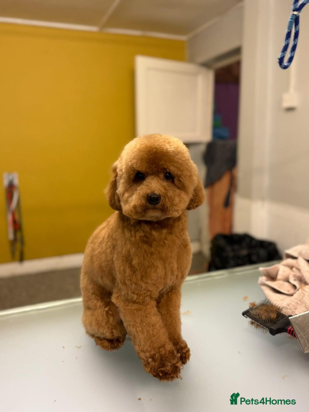 Toy Poodle dogs for sale: Toy Poodle - Image 3