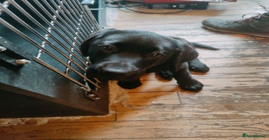 Labrador Retriever dogs - Advert 5