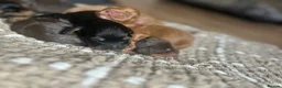 Cockapoo dogs for sale: Beautiful F1 Cockapoo Puppies – Ready Soon  £1,200 - Advert 4