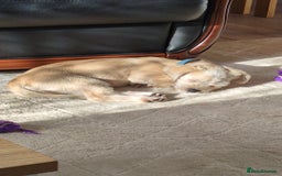Shorkie dogs for sale: Shorkie Girl Looking For Her New Adventure - Image 2