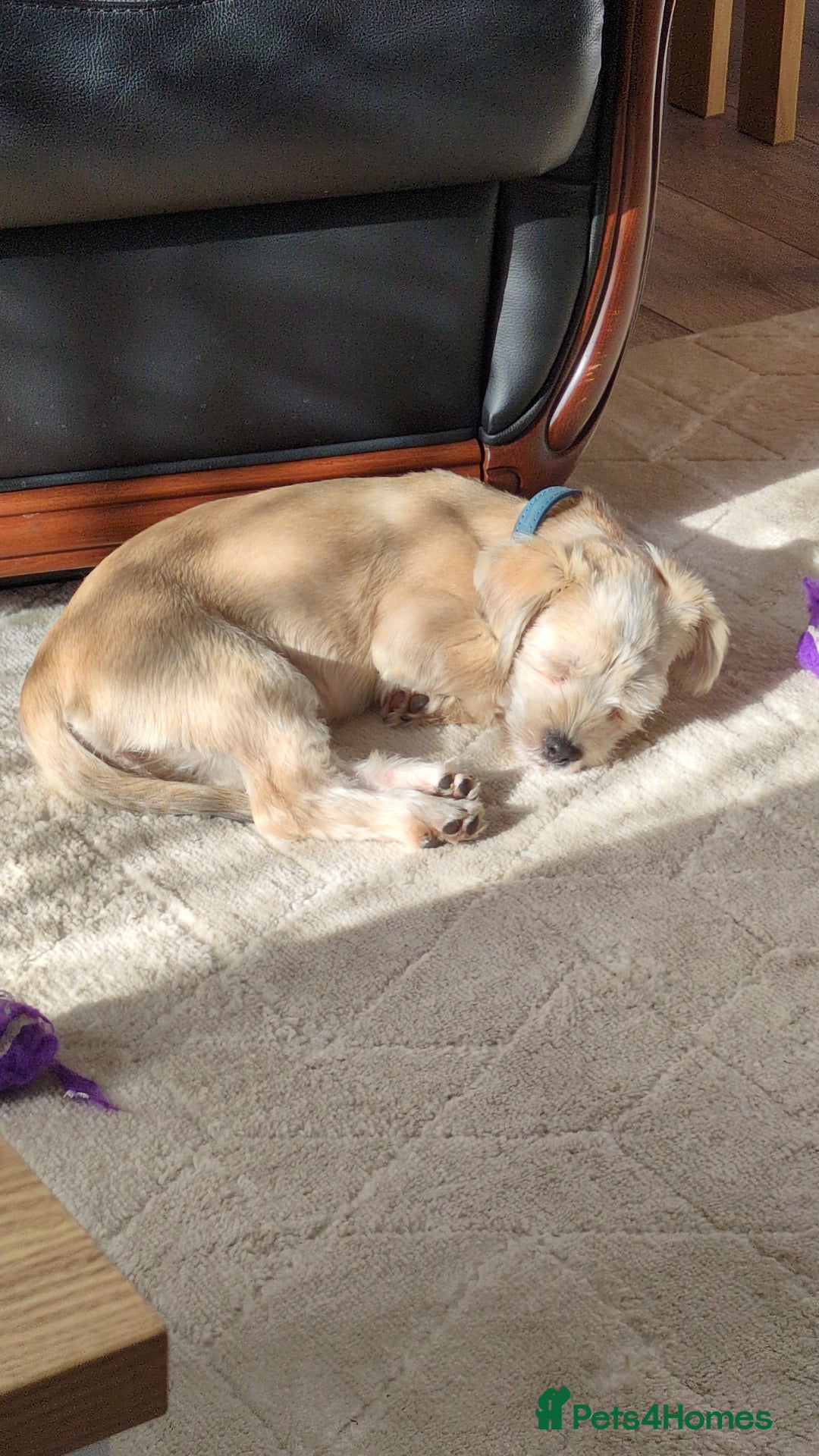 Shorkie dogs for sale: Shorkie Girl Looking For Her New Adventure - Image 2
