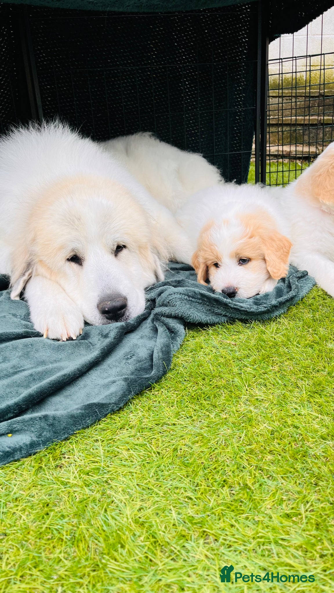 Mixed Breed dogs Exceptional Pyrenees Doodle Puppies   - Advert 2