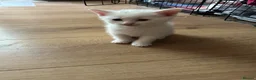 British Shorthair cats for sale: British white shorthair kittens  - Advert 5