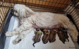 Lhasa Apso dogs for sale: Pure bred Lhasa Apso puppies  - Image 3