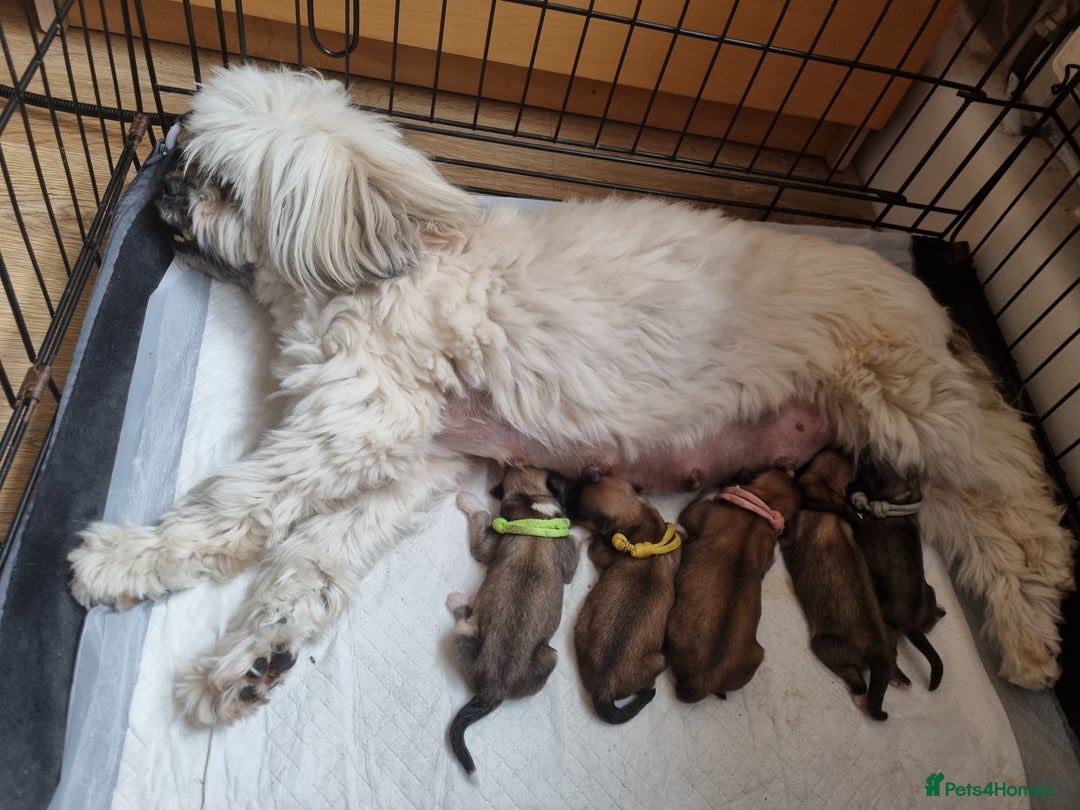 Lhasa Apso dogs for sale: Pure bred Lhasa Apso puppies  - Image 3