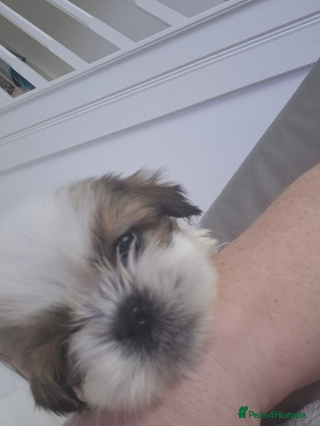 Shih Tzu dogs for sale: READY TO GO NOW Gorgeous Shih tzu puppies - Image 2