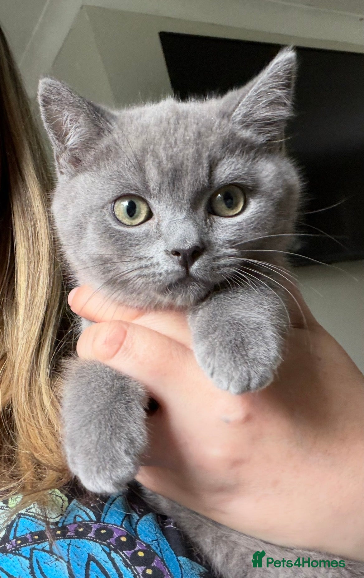 Russian Blue cats Gorgeous Russian Blue x British shorthaired  - Advert 4