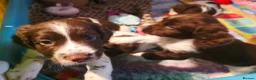 English Springer Spaniel dogs for sale: KC Health Tested, Home Reared 5 ⭐️ Liver Pups - Advert 9