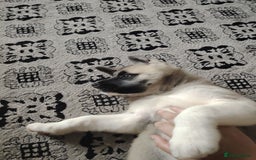 Akita dogs for sale: American akita sky  - Image 4
