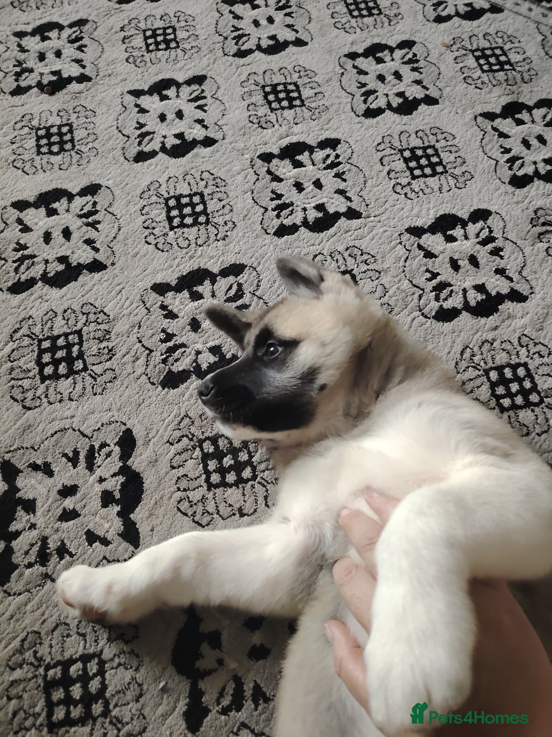 Akita dogs for sale: American akita sky  - Image 4