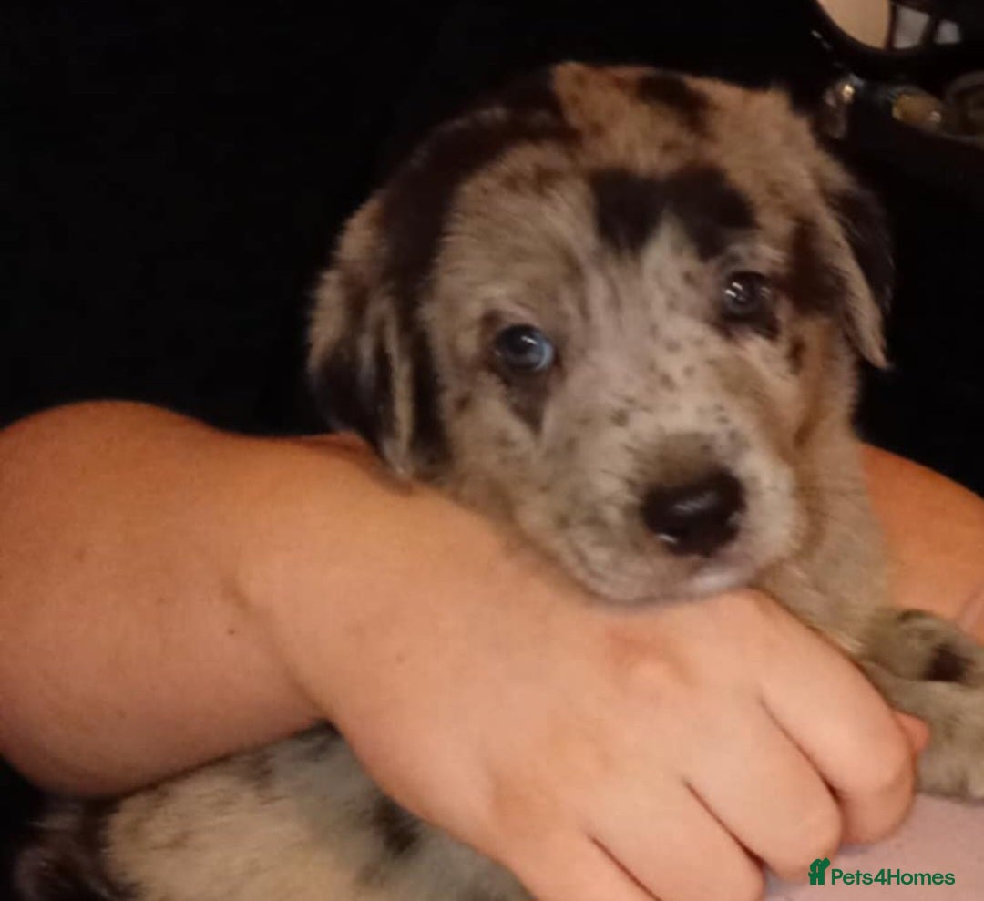 Mixed Breed dogs for sale: 1 collie cross staff tri blue Merle  - Image 7