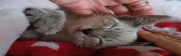 Ojos Azules cats for sale: Gorgeous Girl! Blue Eyed Kitten  - Advert 2