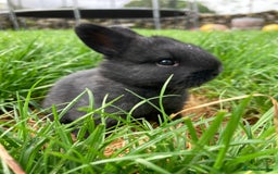 Lionhead rabbits for sale: Family of mixed lion head and mini lops. - Image 1
