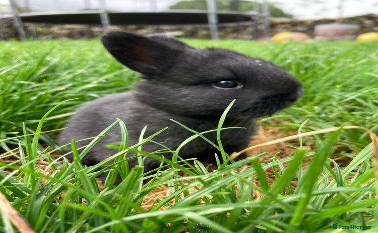 Lionhead rabbits - Advert 3