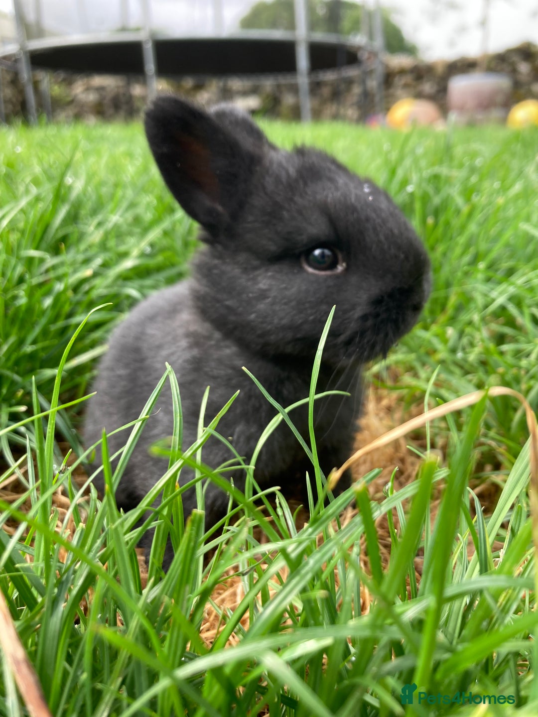 Lionhead rabbits for sale: Family of mixed lion head and mini lops. - Image 1