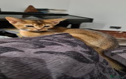 Abyssinian cats for sale: Last aby boy - Image 6