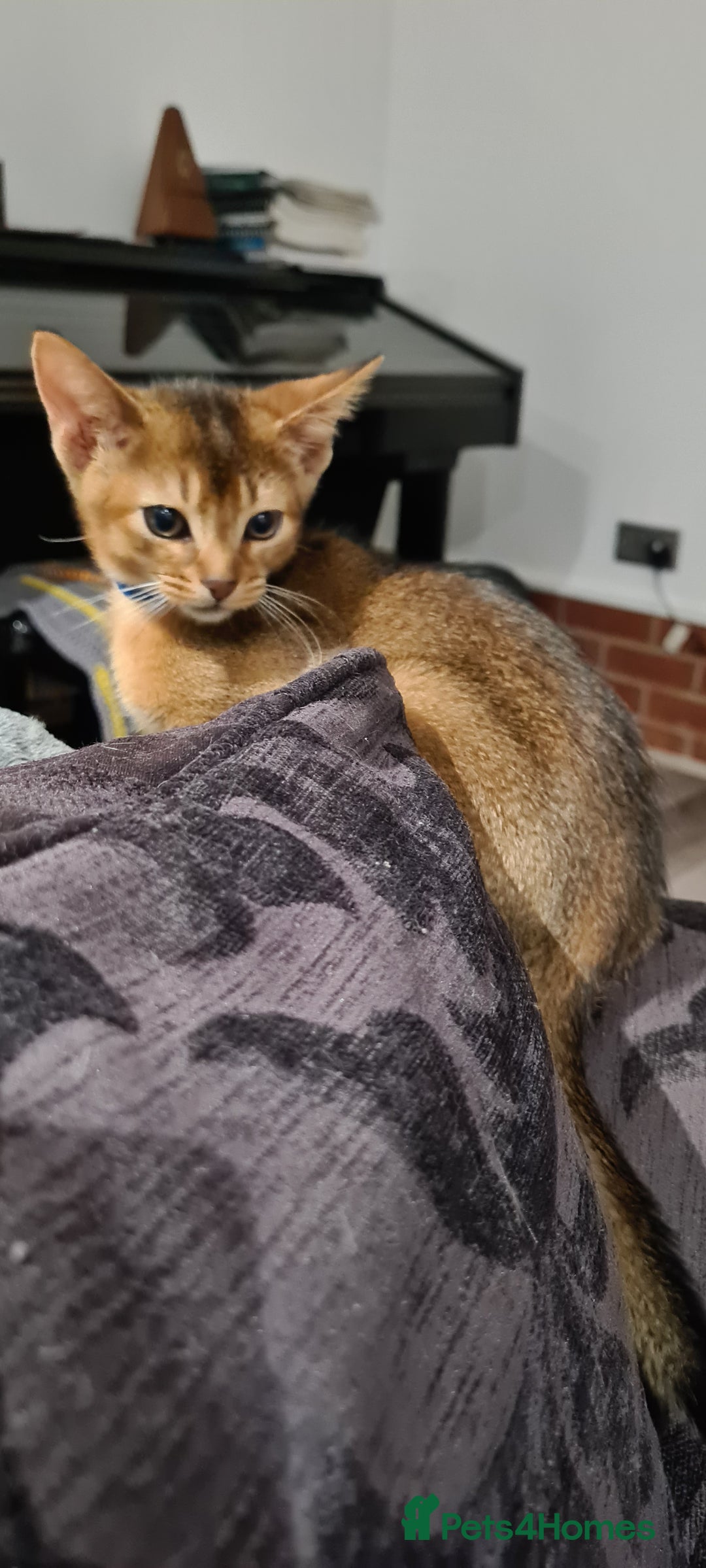 Abyssinian cats for sale: Last aby boy - Image 6