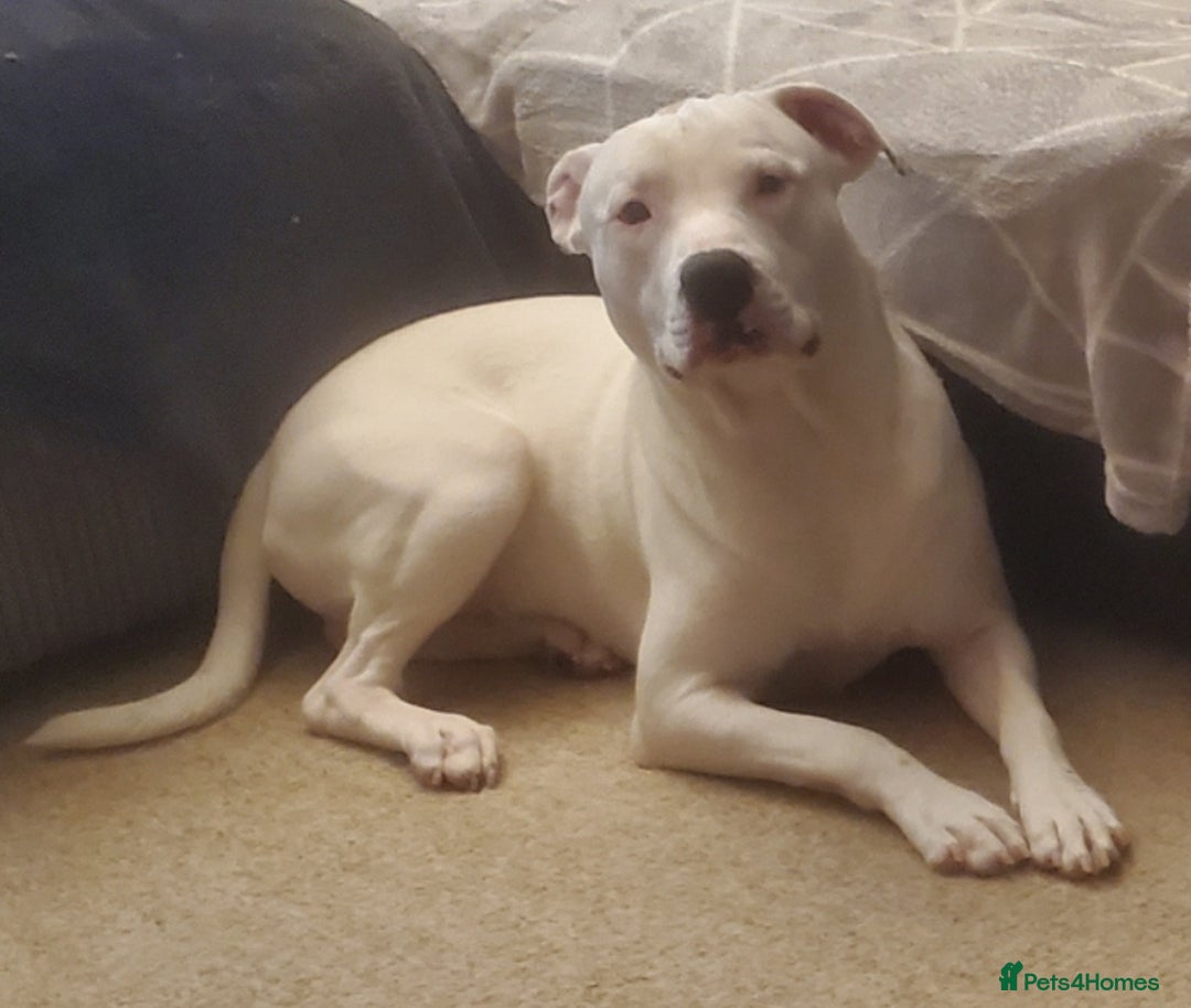 Staffordshire Bull Terrier dogs for sale: Two peas in a pod, staffys must go together  - Advert 9