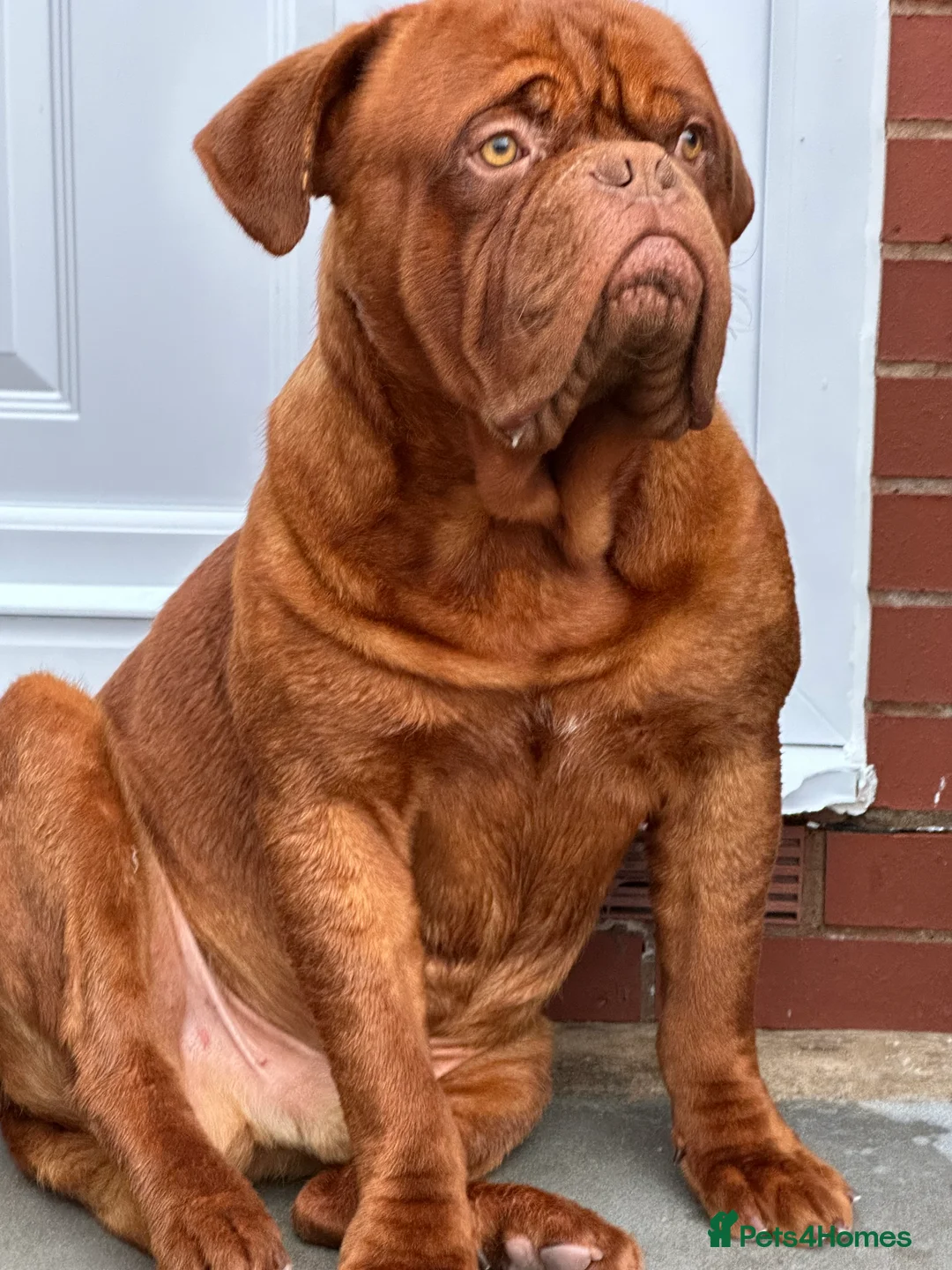 Dogue De Bordeaux dogs for stud: Kc registered Beautiful dogue for stud !! in Rochdale - Advert 2