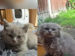 Scottish Fold cats Scottish kitten lilac blue, ready now, girl boy - Advert 5
