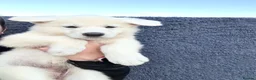 White Swiss Shepherd dogs for sale: 🏆KC WSS Champion Bloodline stunning puppies - Advert 9