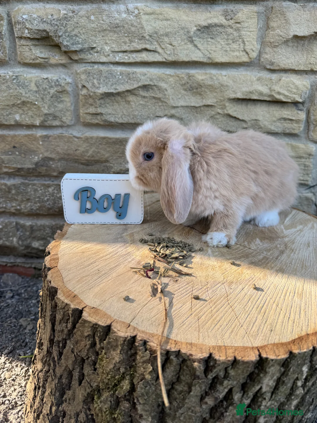 Mini Lop rabbits for sale: Lovely little mini lop rabbits ready now - Advert 2