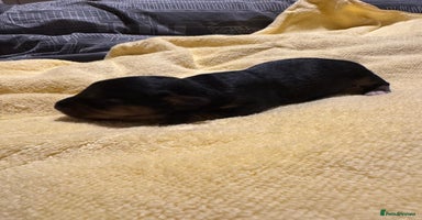 Mixed Breed dogs - Advert 3